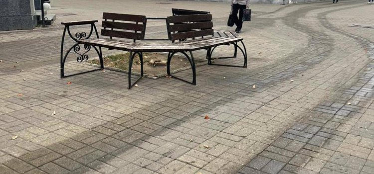 В центре Ярославля высадят новые деревья вместо спиленных_223626