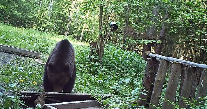 В Ярославской области семейная пара, гуляя по лесу, наткнулась на медведя