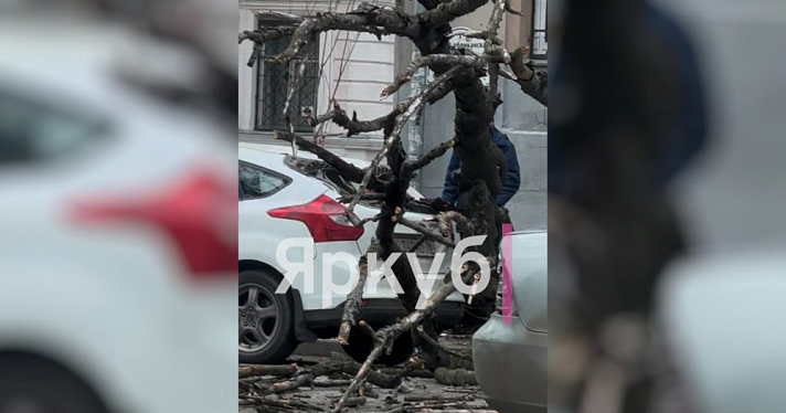 В Ярославле на машину упало дерево