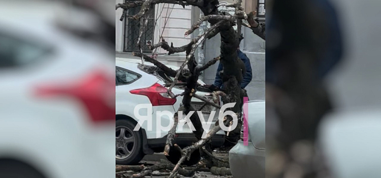 В Ярославле на машину упало дерево