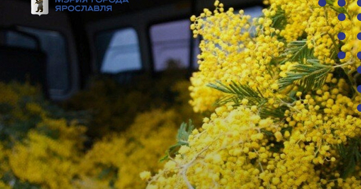 Цветочные базары в Ярославле: полный список адресов