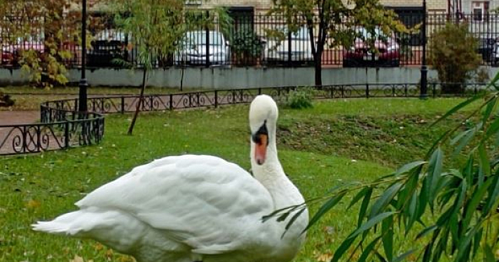 «Он не перезимует, погибнет один»: рыбинцы обеспокоены судьбой лебедя