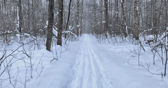 Под Рыбинском неизвестные вырубили берёзы в особо крупном размере
