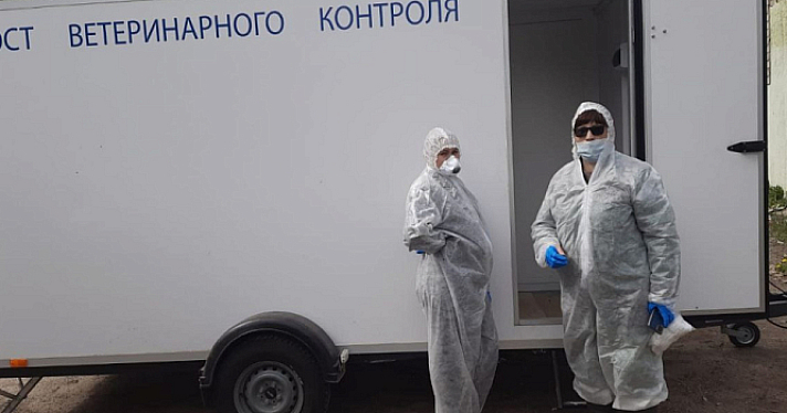 В районе Ярославской области введён карантин по бешенству