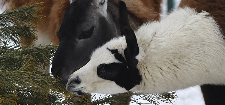 В Ярославском зоопарке снова начали принимать старые ёлки