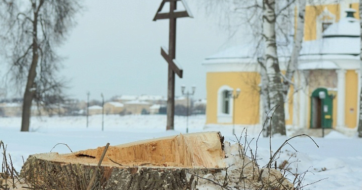 В мемориальном парке у Угличского кремля спилили старые липы_259381