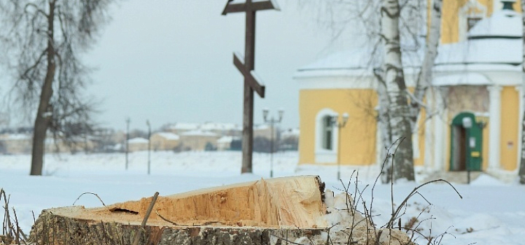 В мемориальном парке у Угличского кремля спилили старые липы_259381