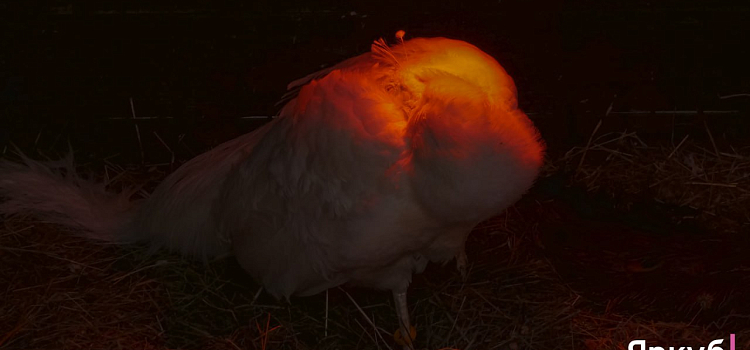 Ледяные забавы в Ярославском зоопарке: морозный фоторепортаж_310297