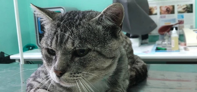 В Ярославской области неизвестные расстреляли из пневматики кошку и кота