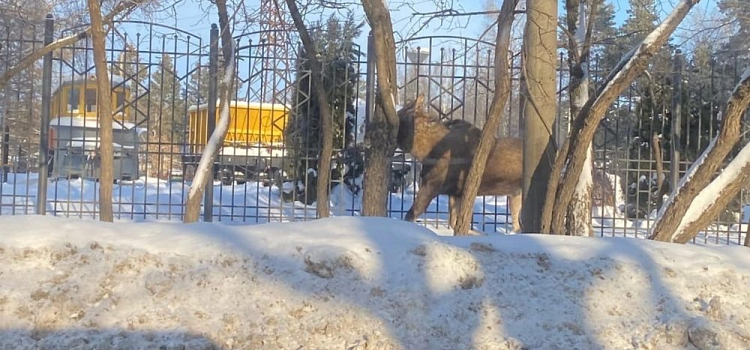 В Ярославле рядом с детской железной дорогой гуляет лось