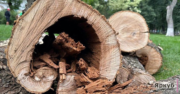 В Демидовском сквере в Ярославле срубили десятки деревьев_245746
