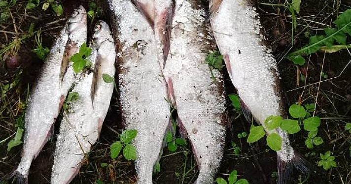 Выловили 164 экземпляра промысловой рыбы: в Ярославской области на Волге задержали браконьеров_247139