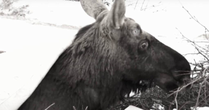Финал истории с Октябрём: спасённый в Ярославской области лось не перенёс долгой дороги
