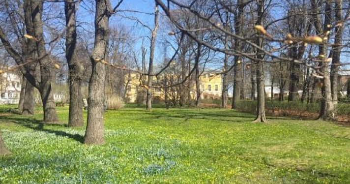 В Ярославском художественном музее посадят саженец от дуба Петра I