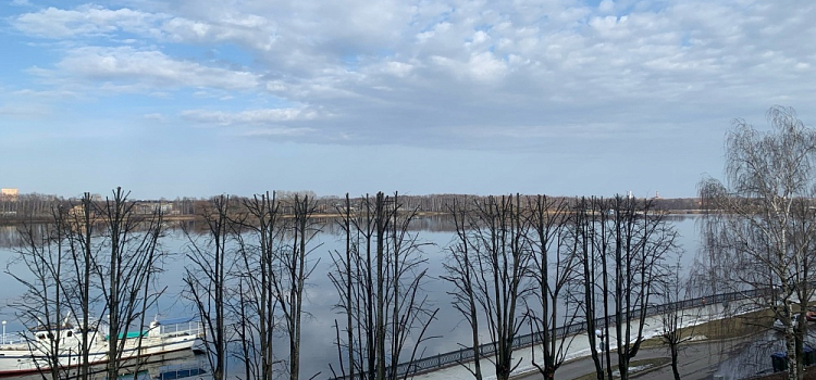 В Ярославле на набережной Волги обрезали деревья