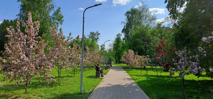 В Ярославле молодожёнам предлагают сажать деревья в парках
