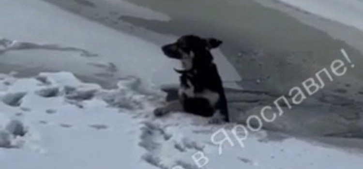 В Ярославле неравнодушные очевидцы спасли провалившуюся под лёд собаку