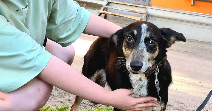«Будем искать новый дом»: ярославские волонтеры рассказали о спасении животных из «собачьей тюрьмы»_249313