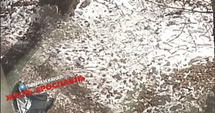 В Ярославле женщина погибла, упав из окна высотки