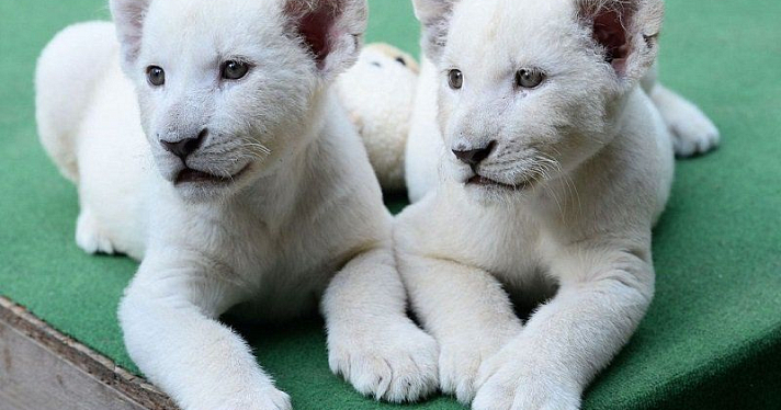 Ярославские белые львята отправятся в Ивановский зоопарк