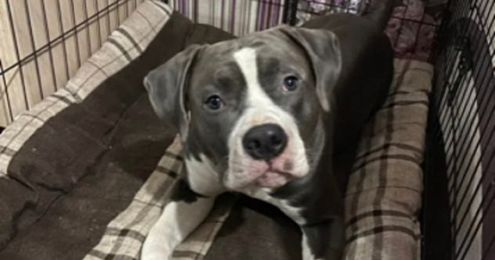 Четвероногого друга ищут все: стаффорд Ник пропал в Ярославской области