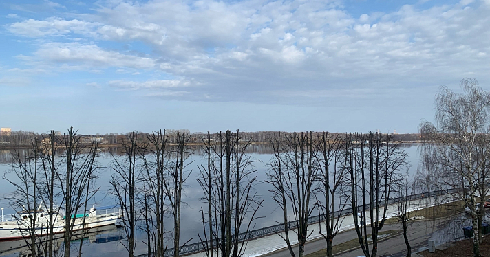 В Ярославле на набережной Волги обрезали деревья_236843