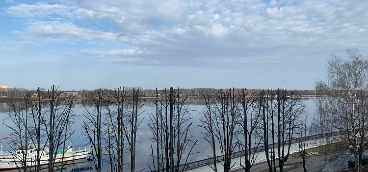 В Ярославле на набережной Волги обрезали деревья_236843