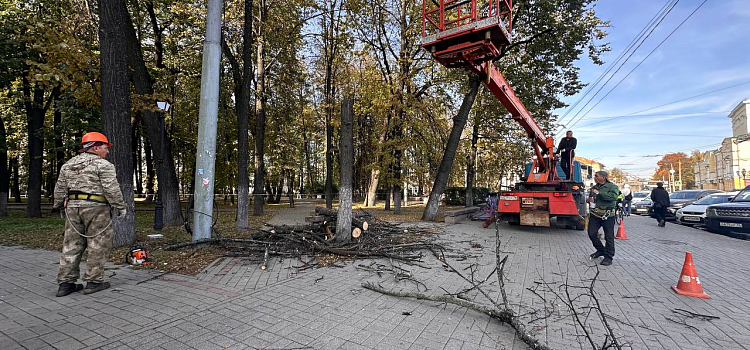 В центре Ярославля спиливают сухие деревья_283063