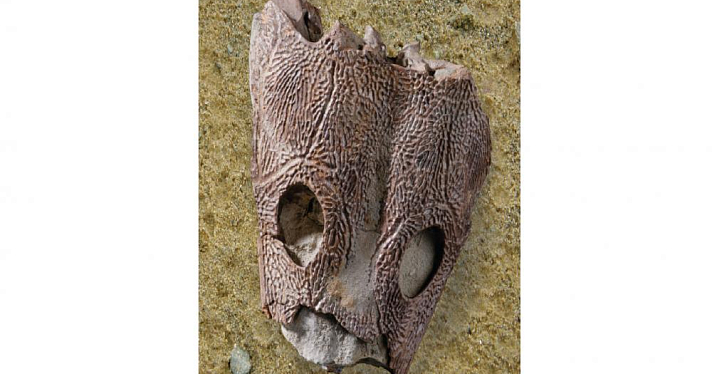 В Ярославской области обнаружили череп древнего земноводного