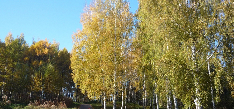 В Ярославле Павловскую рощу благоустроят в следующем году