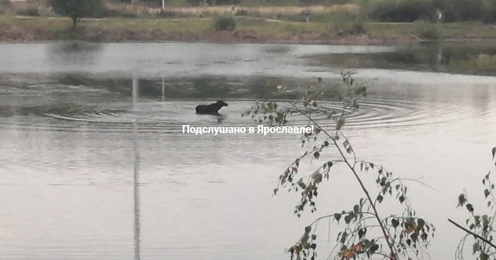 В Ярославской области рыбаки перерезали горло переплывшему Волгу лосю