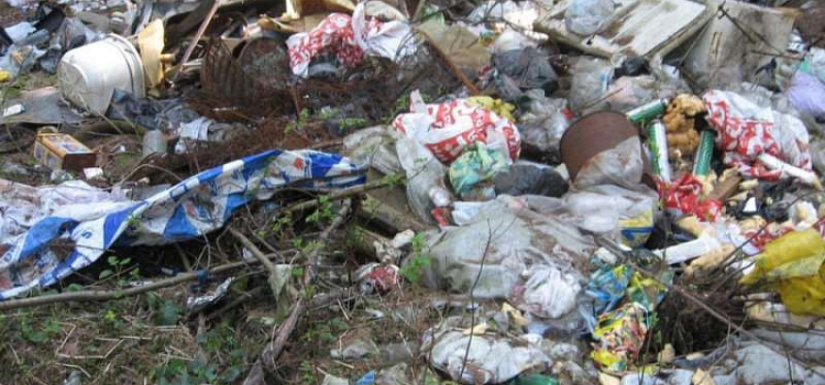 Жители Ярославля примут участие в уборке города