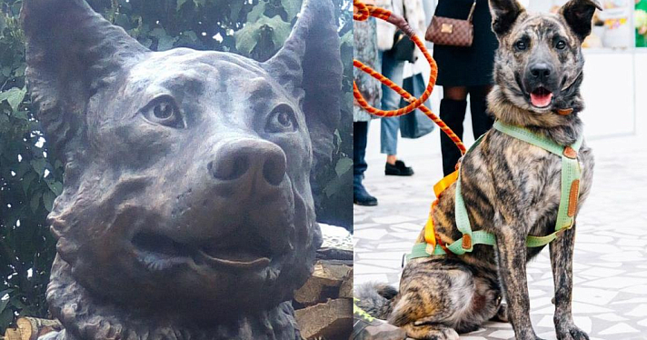 Первую в Ярославской области бронзовую скульптуру, посвященную бездомным животным, представят на «Пире на Волге» 17 августа