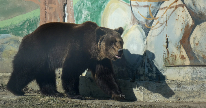 Проснулись голодными: в Ярославском зоопарке медведи вышли из зимней спячки_237135