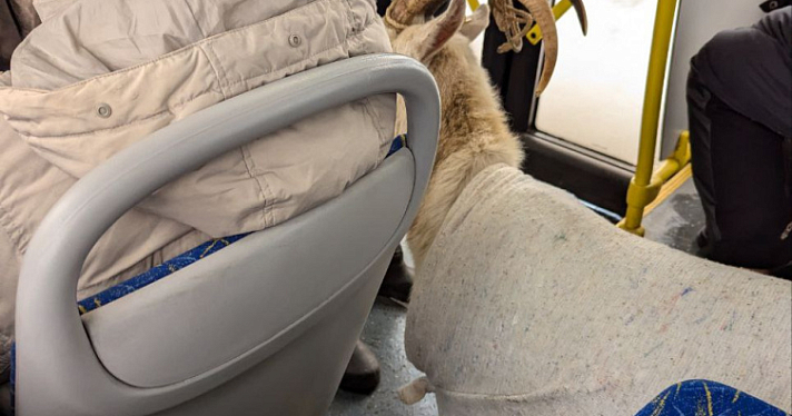 Отправились к врачу: о козе-безбилетнице рассказал ярославский перевозчик