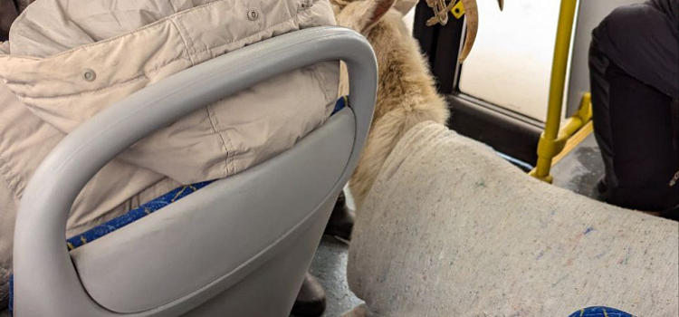 Отправились к врачу: о козе-безбилетнице рассказал ярославский перевозчик