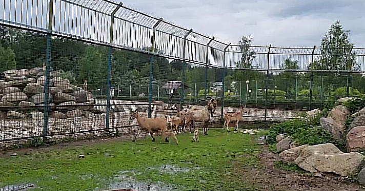 Малыши у дагестанских туров и комочки галаго: в Ярославском зоопарке произошли два радостных события