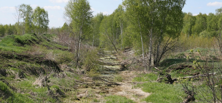 Человек с Берендеева болота: учёные рассказали, как выглядели и чем питались предки ярославцев тысячи лет назад