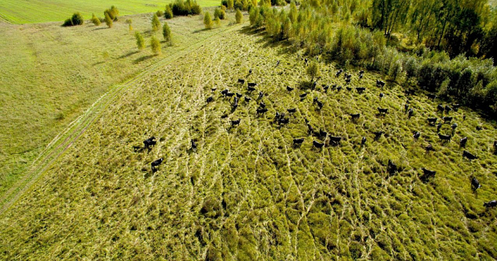 Ярославская область вошла в топ-5 по росту агропроизводства