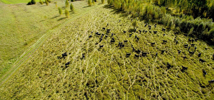 Ярославская область вошла в топ-5 по росту агропроизводства