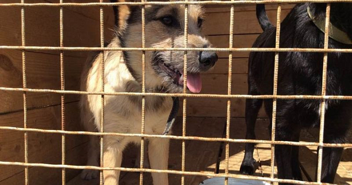 В приюте САХа «усыновили» 12 бездомных собак