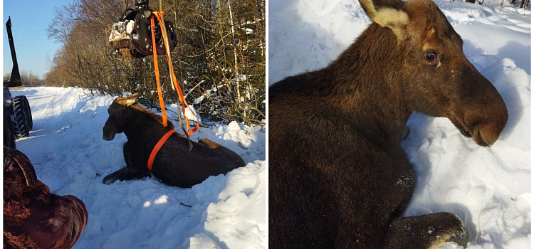 В Ярославской области лесники спасли застрявшую в снегу лосиху_264097