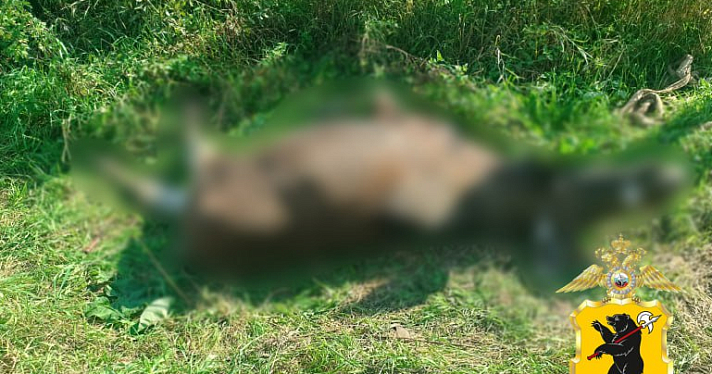 В деревне Ярославской области задержали мужчину, незаконно застрелившего лося