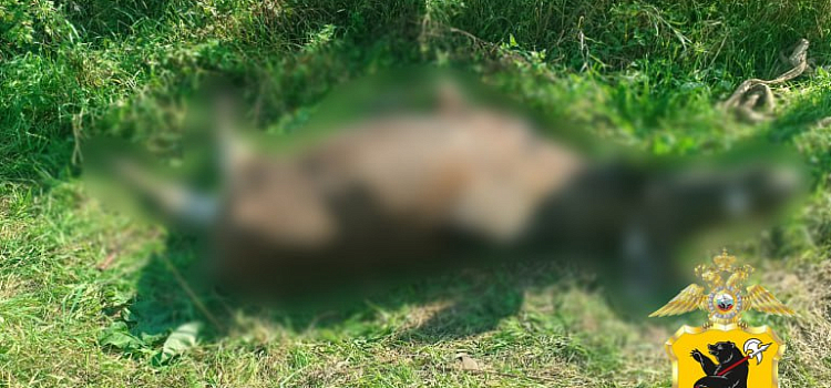В деревне Ярославской области задержали мужчину, незаконно застрелившего лося