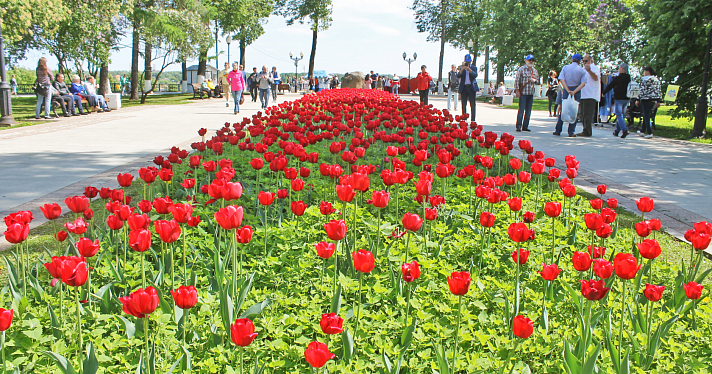 В Ярославле весной высадят более сотни тысяч растений_238562