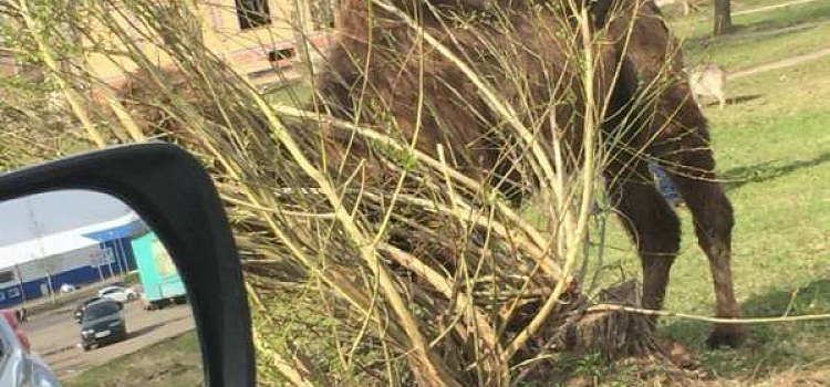 В Переславле-Залесском разгуливал верблюд 