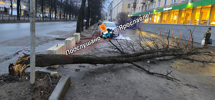 В Ярославле сильный ветер повалил дерево на машины и повредил памятник_293776