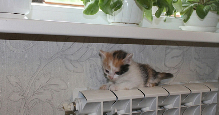 В Ярославской области жилые дома полностью подключены к отоплению