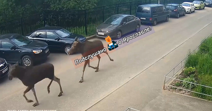 В ярославском дворе лоси повредили несколько автомобилей