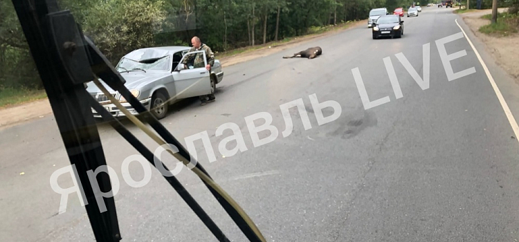 В Заволжском районе Ярославля сбили молодого лося